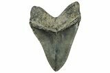 Huge, Fossil Megalodon Tooth - North Carolina #328412-2